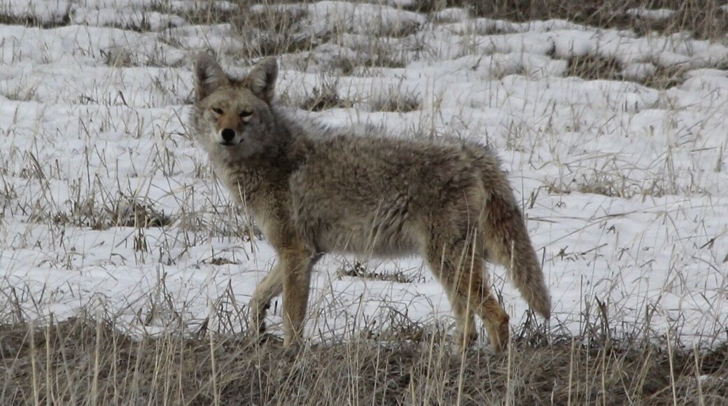 Majestic coyote hunting after a good snow storm. Looks healthy and watched him catch 3 vermin in about 5 minutes so a good hunter #coyote #sierravalley #plumascounty