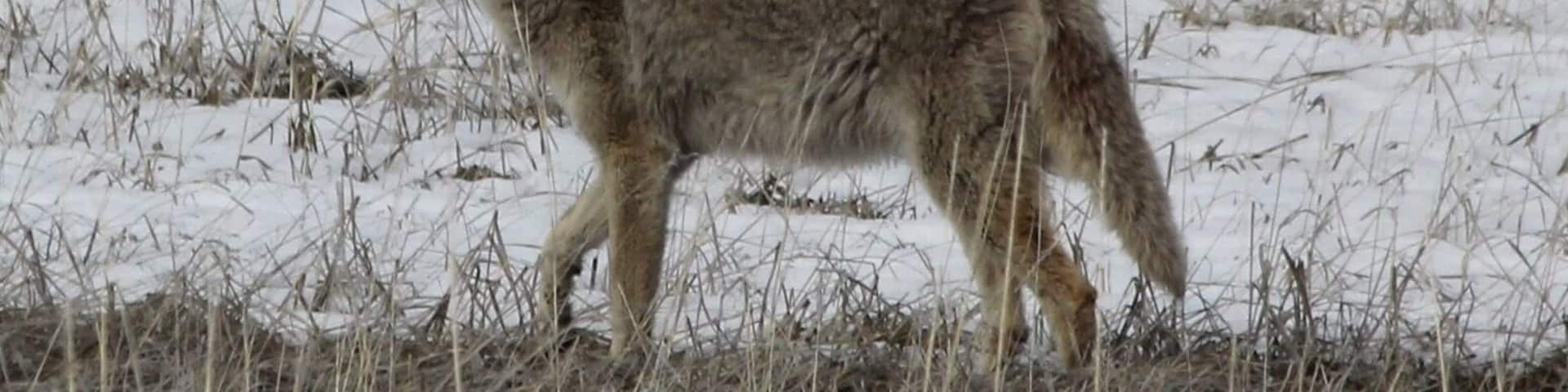 Majestic coyote hunting after a good snow storm. Looks healthy and watched him catch 3 vermin in about 5 minutes so a good hunter #coyote #sierravalley #plumascounty