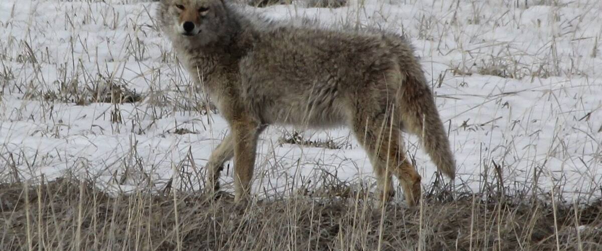 A coyote standing in a snowy field with sparse vegetation.