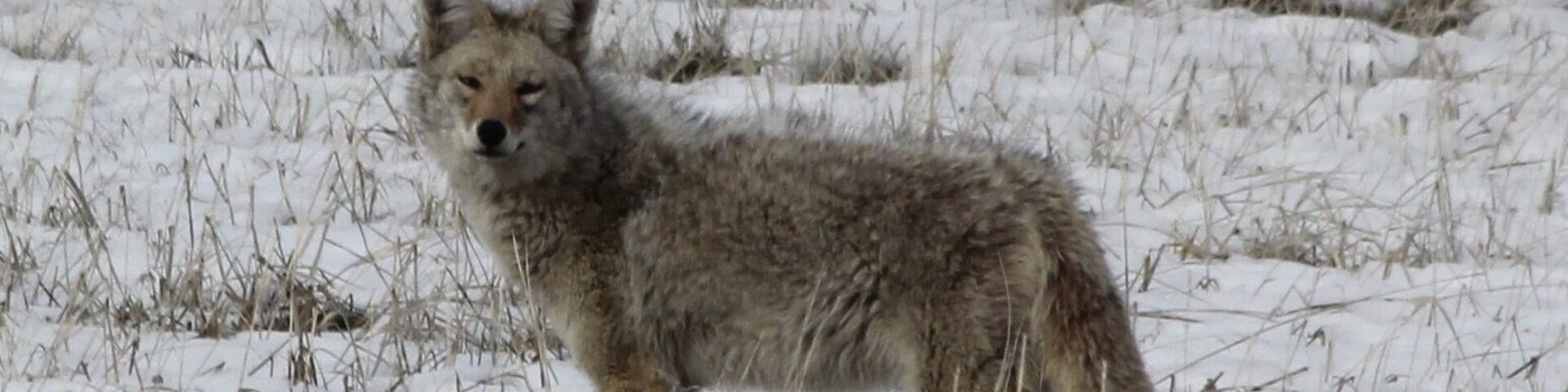 A coyote standing in a snowy field with sparse vegetation.