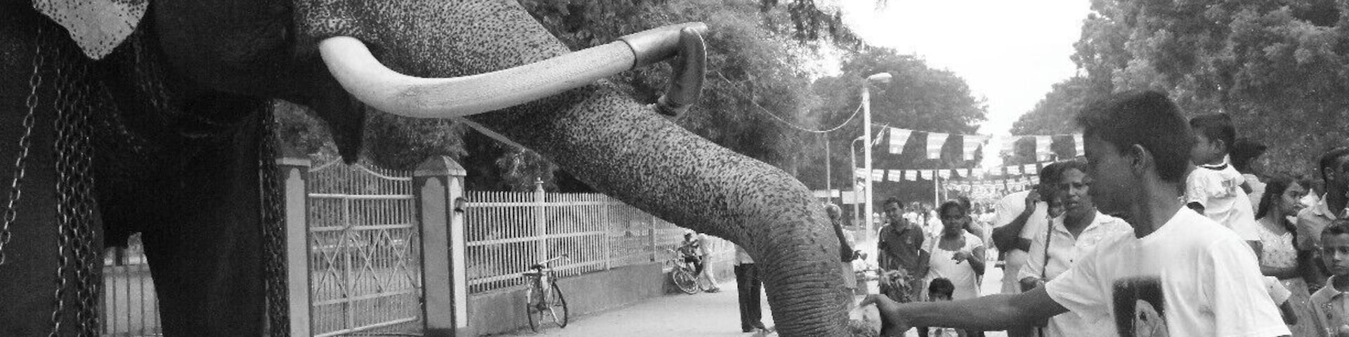 People walking near the elephant can feed it. And also can pet him.