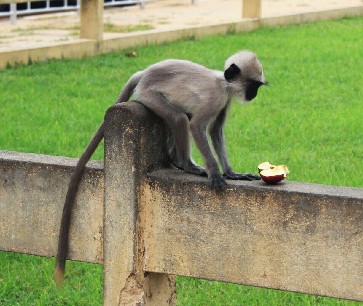 A monkey at Katharagama Devalaya. So many monkeys live in this area. They receive lots of fruit from the visitors. This small fellow is very funny and we enjoted a lot by looking at crazy things he did.