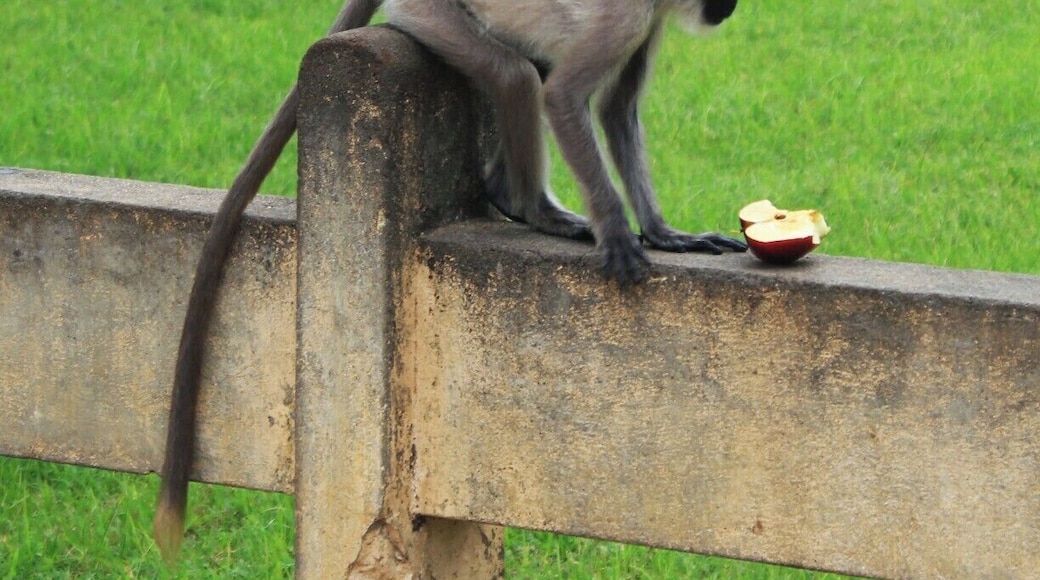 A monkey at Katharagama Devalaya. So many monkeys live in this area. They receive lots of fruit from the visitors. This small fellow is very funny and we enjoted a lot by looking at crazy things he did.