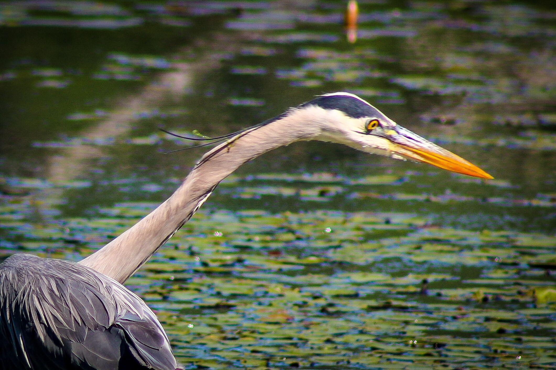 This is from a very large beaver pond in the State Forest in Orange, MA, USA. Spectacular birdwatching location.