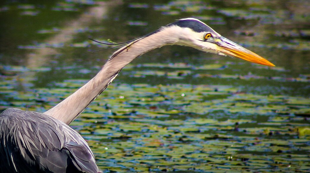 This is from a very large beaver pond in the State Forest in Orange, MA, USA. Spectacular birdwatching location.