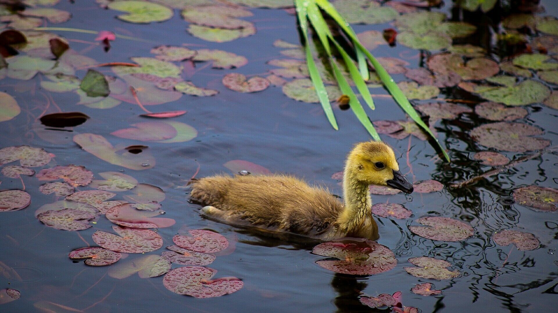 Took this from inside my truck on a rainy day. 