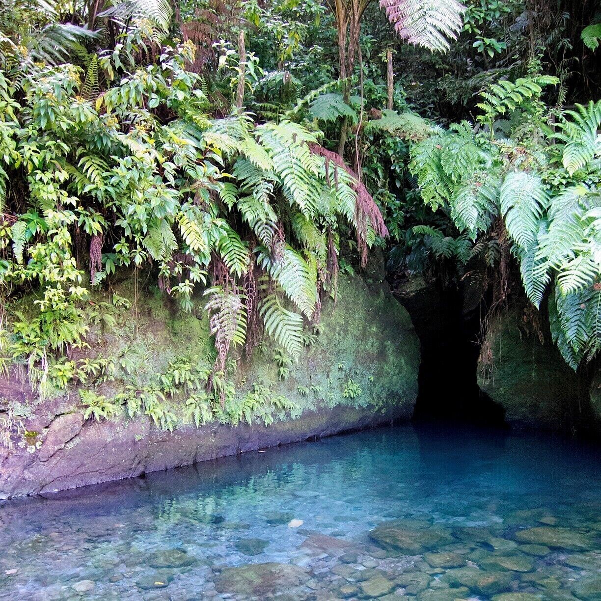 The entrance to this narrow rainforest slot canyon is dark and the water is cold, but it's well worth the adventure to swim on in and check out the waterfall at the back.  The canyon is about 100ft (33m) long and ends where a small waterfall rushes in.  The water is too deep for standing, and the current is pushing you out, so you'll be swimming upstream on the way in.  You can rest on a rock ledge once you get to the falls.  Don't forget to look up - ferns, vines and other leafy plants cascade into the canyon from far above.

For you movie buffs, a scene from Pirates of the Caribbean 2 was filmed here.  It happens around the 40 minute mark, after the pirates fall into a gorge while being chased by natives.  Apparently the crew spent two days filming here in the cold water.  Here is a great little YouTube video about their experience and the logistics of filming in the gorge:  http://bit.ly/ZwmNW4