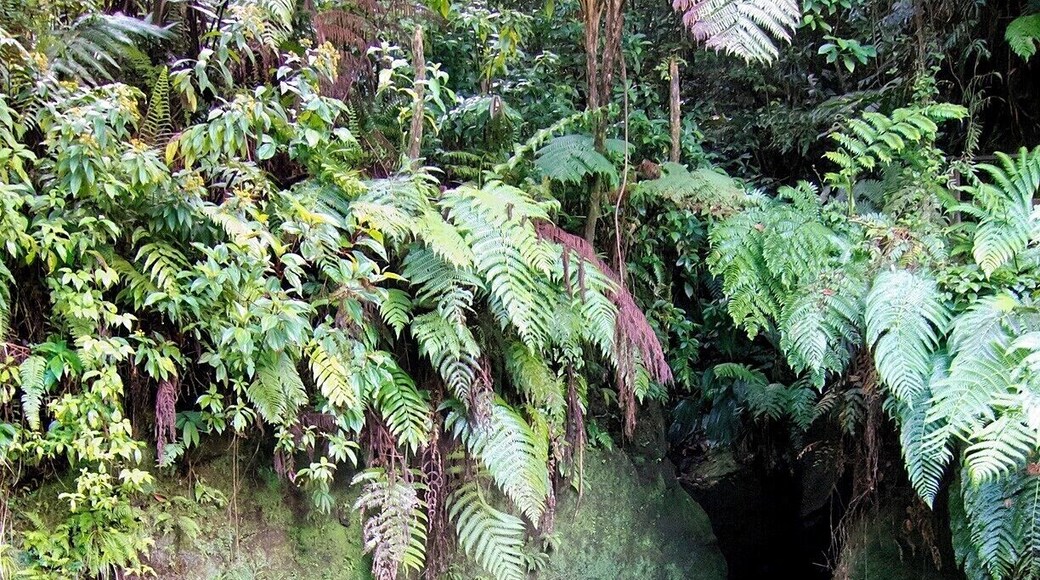 The entrance to this narrow rainforest slot canyon is dark and the water is cold, but it's well worth the adventure to swim on in and check out the waterfall at the back. The canyon is about 100ft (33m) long and ends where a small waterfall rushes in. The water is too deep for standing, and the current is pushing you out, so you'll be swimming upstream on the way in. You can rest on a rock ledge once you get to the falls. Don't forget to look up - ferns, vines and other leafy plants cascade into the canyon from far above.
For you movie buffs, a scene from Pirates of the Caribbean 2 was filmed here. It happens around the 40 minute mark, after the pirates fall into a gorge while being chased by natives. Apparently the crew spent two days filming here in the cold water. Here is a great little YouTube video about their experience and the logistics of filming in the gorge: http://bit.ly/ZwmNW4