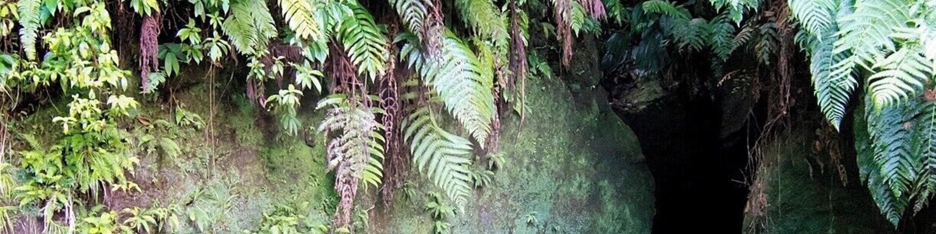 The entrance to this narrow rainforest slot canyon is dark and the water is cold, but it's well worth the adventure to swim on in and check out the waterfall at the back. The canyon is about 100ft (33m) long and ends where a small waterfall rushes in. The water is too deep for standing, and the current is pushing you out, so you'll be swimming upstream on the way in. You can rest on a rock ledge once you get to the falls. Don't forget to look up - ferns, vines and other leafy plants cascade into the canyon from far above.
For you movie buffs, a scene from Pirates of the Caribbean 2 was filmed here. It happens around the 40 minute mark, after the pirates fall into a gorge while being chased by natives. Apparently the crew spent two days filming here in the cold water. Here is a great little YouTube video about their experience and the logistics of filming in the gorge: http://bit.ly/ZwmNW4