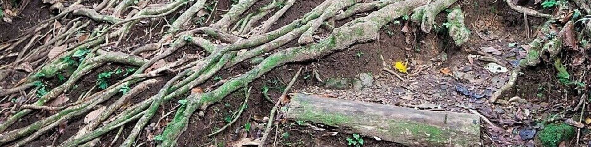Just a few minutes walk from the trailhead you'll find this awesome tree that has created a set of natural steps along the trail. Easy to twist an ankle though, so be careful - it's still another hour's hike to Middleham Falls.
#treetrove