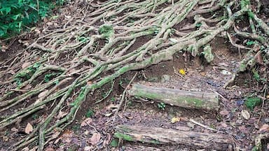 Just a few minutes walk from the trailhead you'll find this awesome tree that has created a set of natural steps along the trail. Easy to twist an ankle though, so be careful - it's still another hour's hike to Middleham Falls.
#treetrove