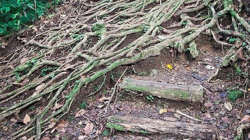 Just a few minutes walk from the trailhead you'll find this awesome tree that has created a set of natural steps along the trail. Easy to twist an ankle though, so be careful - it's still another hour's hike to Middleham Falls.
#treetrove