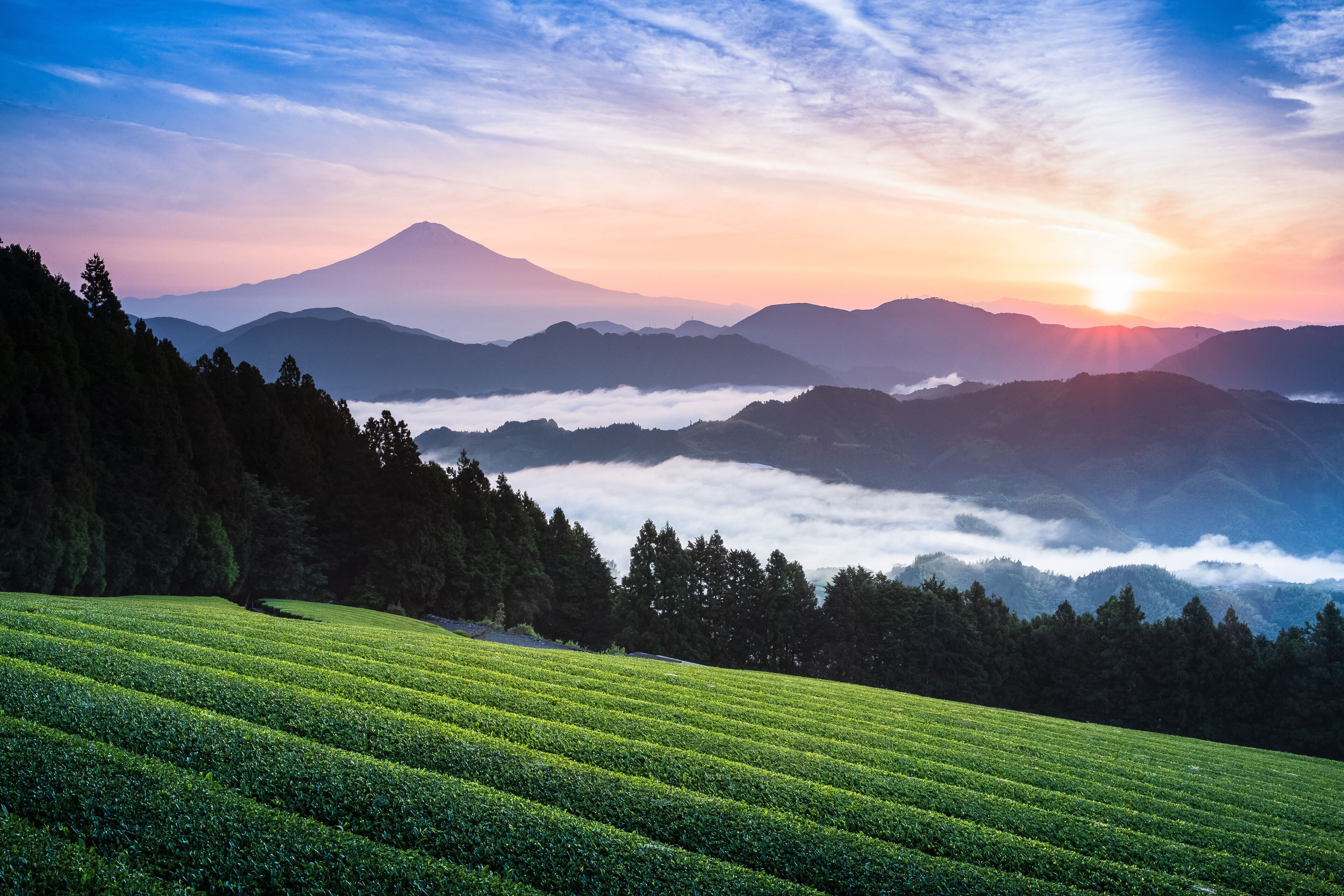 Mount Fuji and tea fram with morning sea of mist
