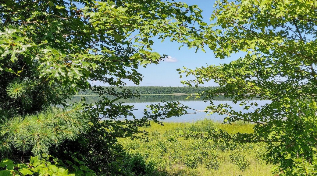 Lake view through the trees