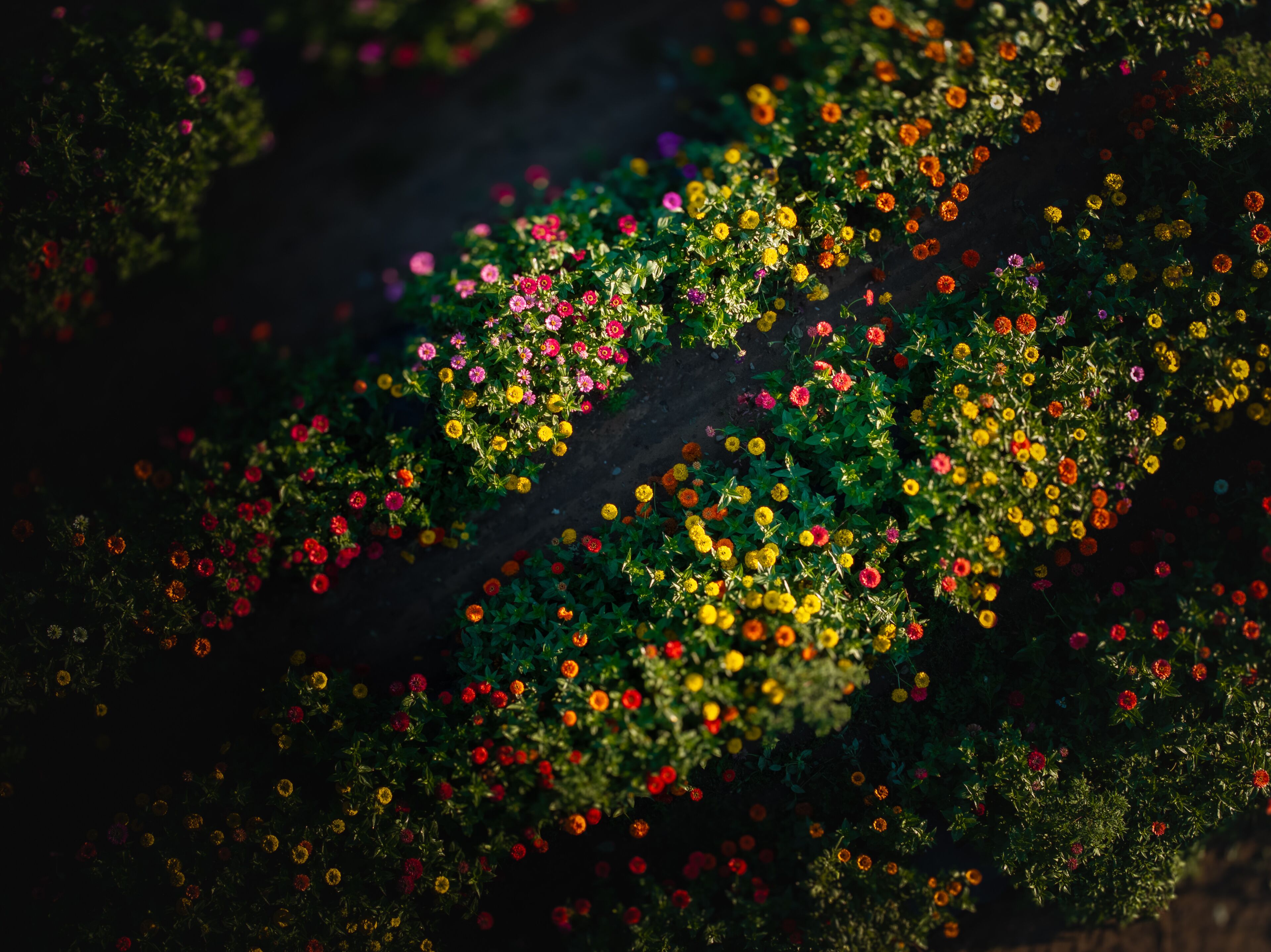 Aerial view of a vibrant tapestry of flowers, where the hues of pink, yellow, orange, and red bloom in a dark field, Lakeville, Massachusetts, United States.