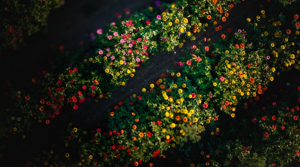 Aerial view of a vibrant tapestry of flowers, where the hues of pink, yellow, orange, and red bloom in a dark field, Lakeville, Massachusetts, United States.