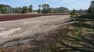 Un campo con cultivos rojos, un sendero de tierra y un bosque al fondo.