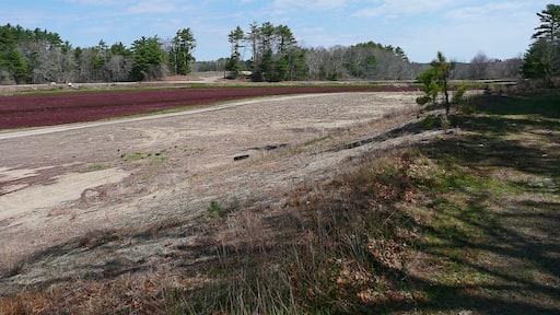 Cranberry Bog