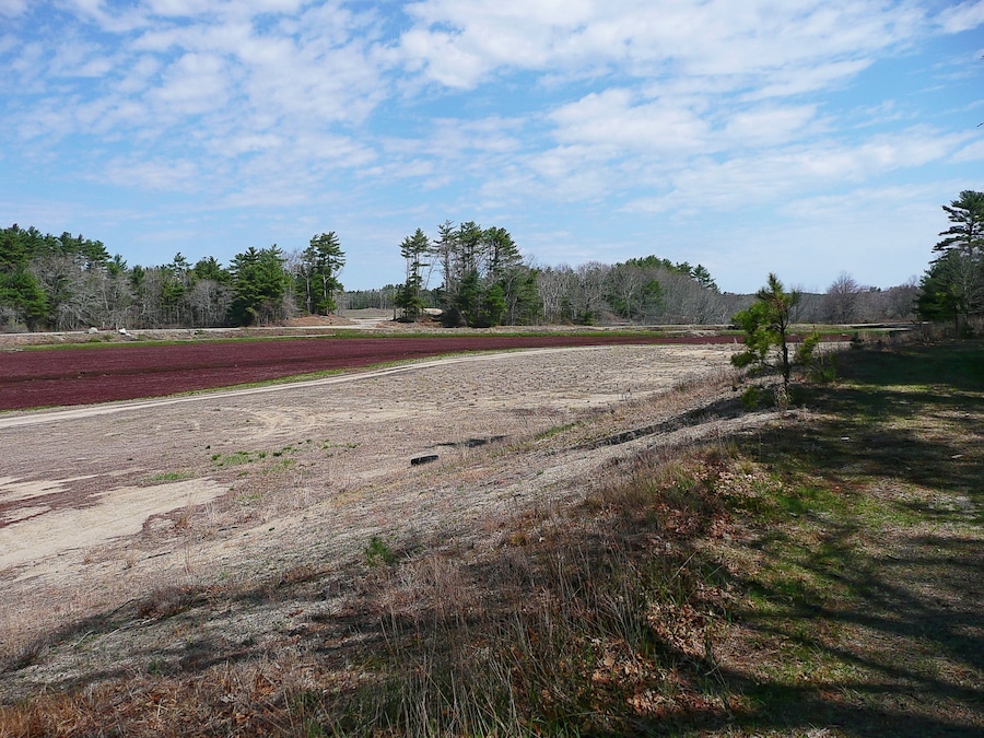 Cranberry Bog