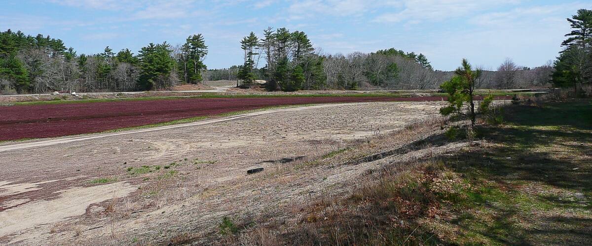 Cranberry Bog