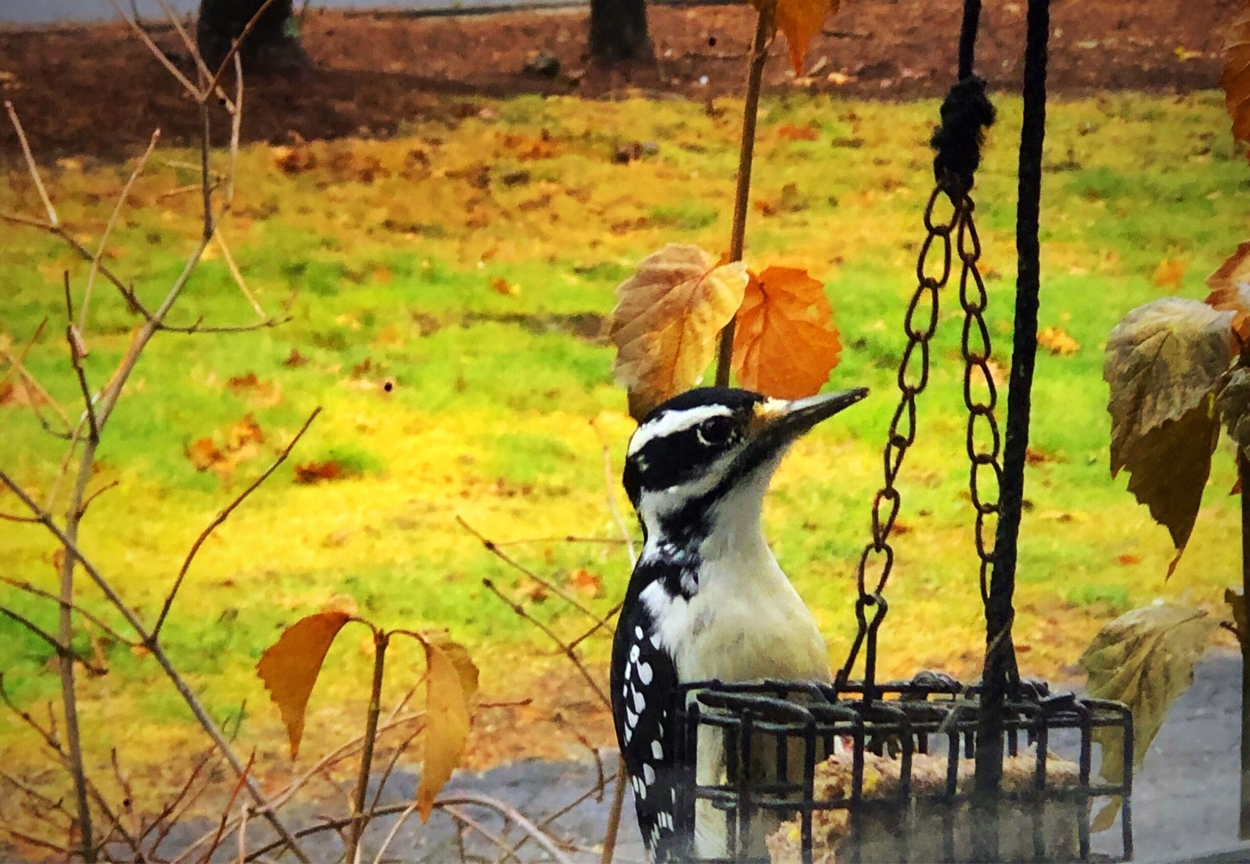 Woodpecker at our bird feeder
