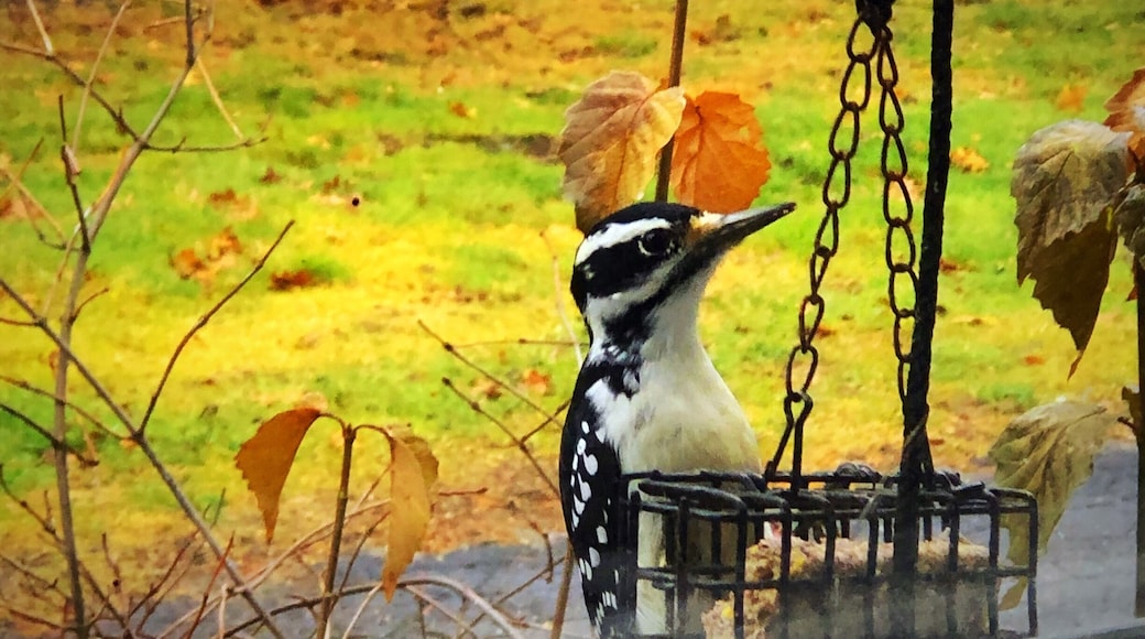 Woodpecker at our bird feeder