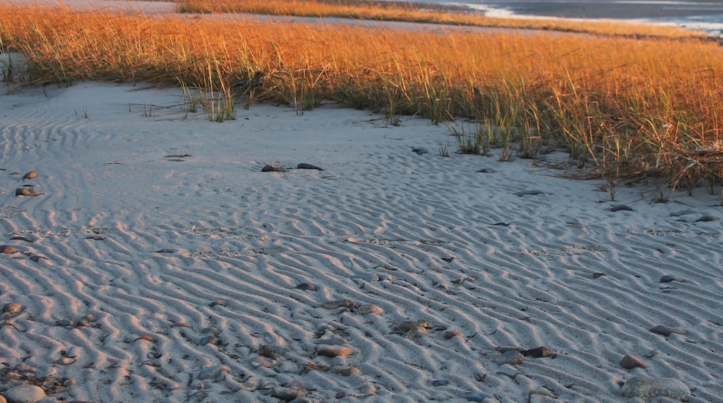 Shades of autumn at the beach #Trovember