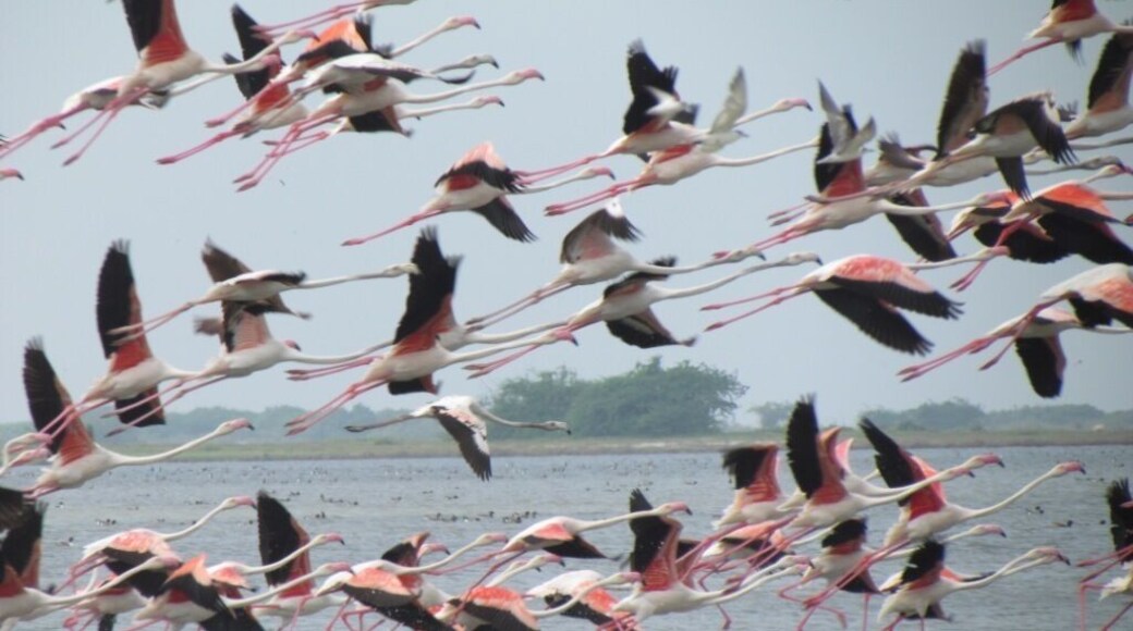 A place for serious Twitchers ONLY! Migrant Flamingo in Mannar. SECRET TIP! With 33 endemics and over 400+ bird species you will love our Birding Safaris in Sri Lanka with experienced guides. Just twitch us a message on info@ayuinthewild.com
www.ayuinthewild.com