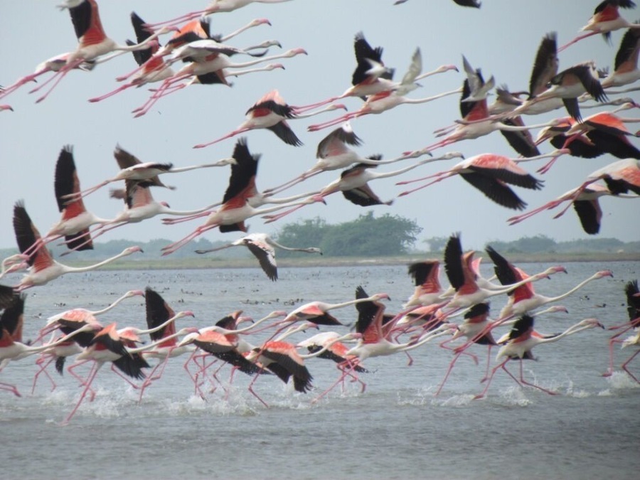 A place for serious Twitchers ONLY! Migrant Flamingo in Mannar. SECRET TIP! With 33 endemics and over 400+  bird species you will love our Birding Safaris in Sri Lanka with experienced guides. Just twitch us a message on info@ayuinthewild.com
www.ayuinthewild.com