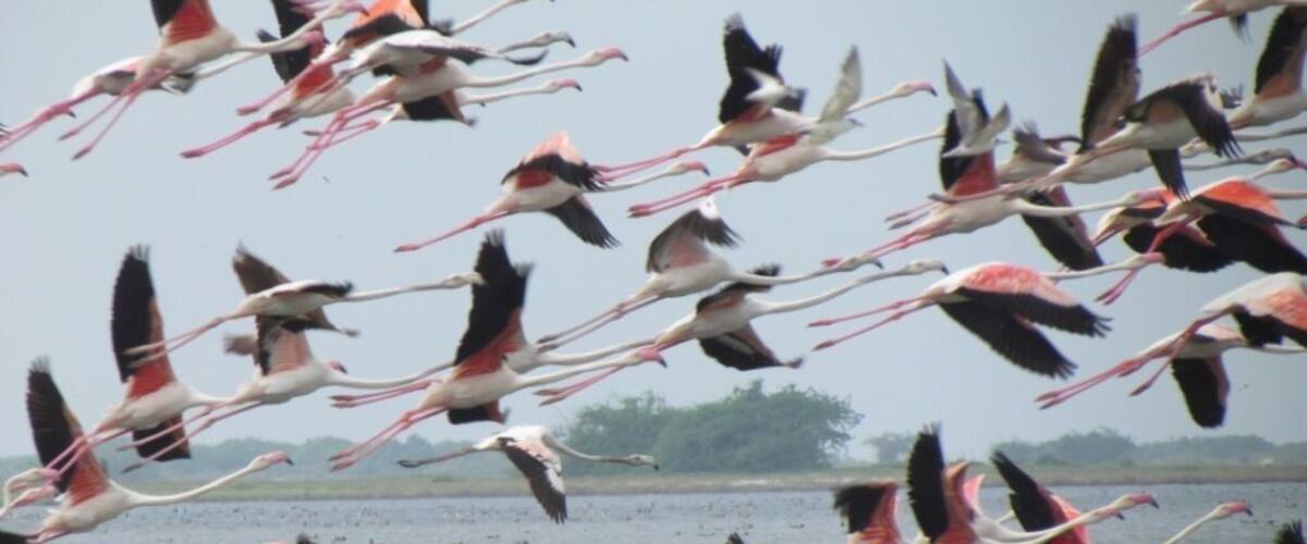A flock of flamingos flying over a body of water.