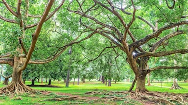 Um parque com árvores grandes e um caminho.