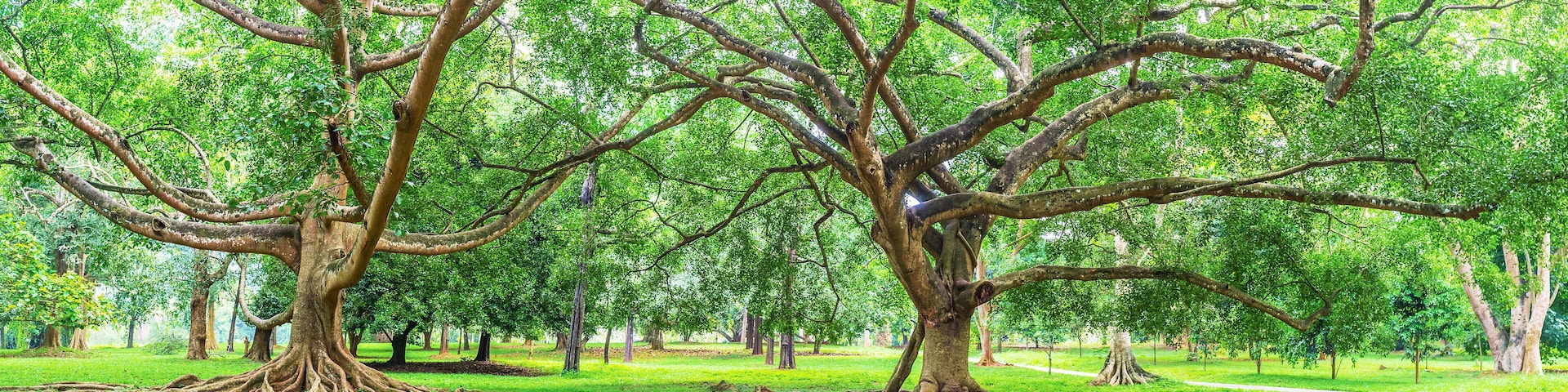 The two ficuses in Royal Botanical Garden, Kandy, Sri Lanka