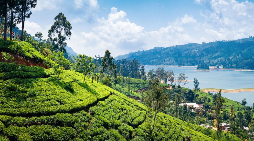 Beautiful view on tea plantation near Nuwara Eliya, Sri Lanka
