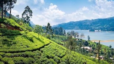 Beautiful view on tea plantation near Nuwara Eliya, Sri Lanka