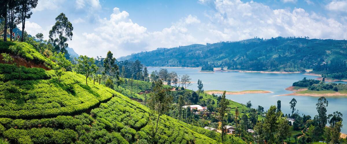 A lush green tea plantation, a calm lake, and rolling hills in the background.
