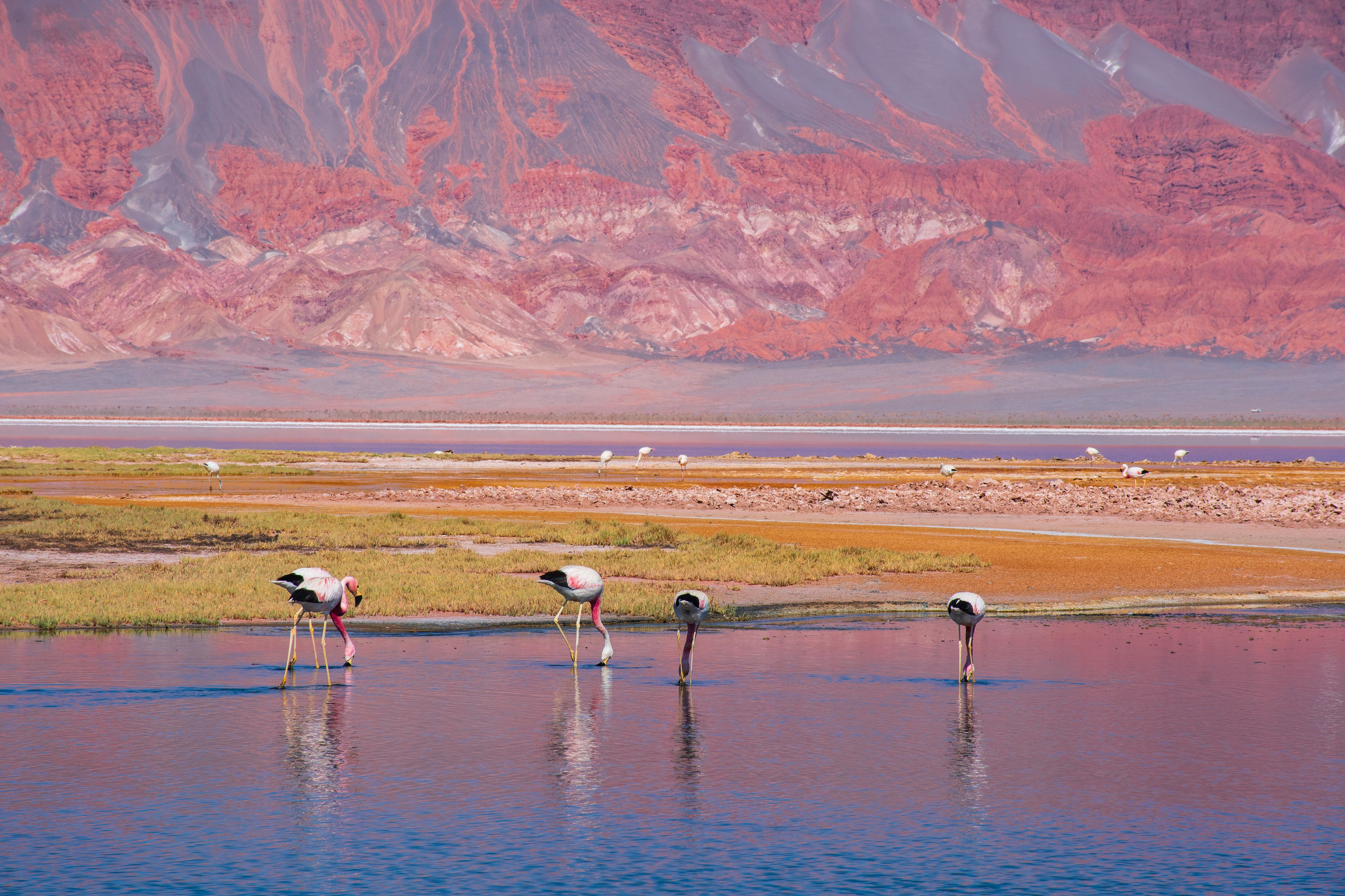 Un grupo de flamencos de pie en una masa de agua poco profunda con montañas al fondo.
