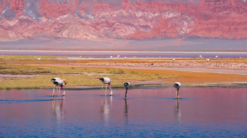 Un grupo de flamencos de pie en una masa de agua poco profunda con montañas al fondo.