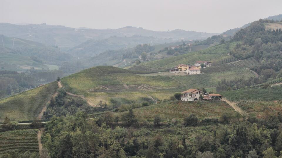 A vineyard landscape with terraced fields and a large house in the center.