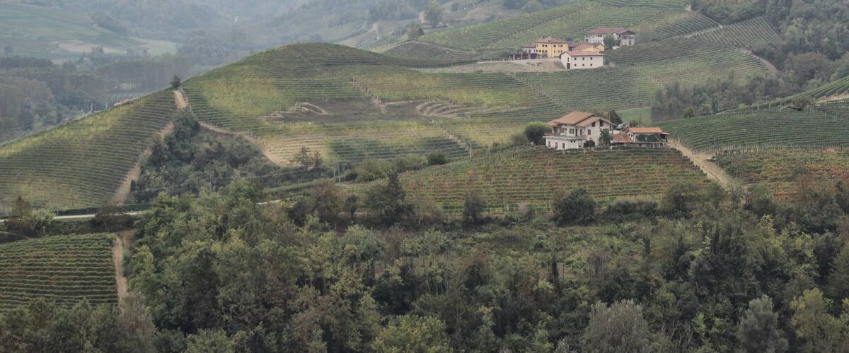 A vineyard landscape with terraced fields and a large house in the center.