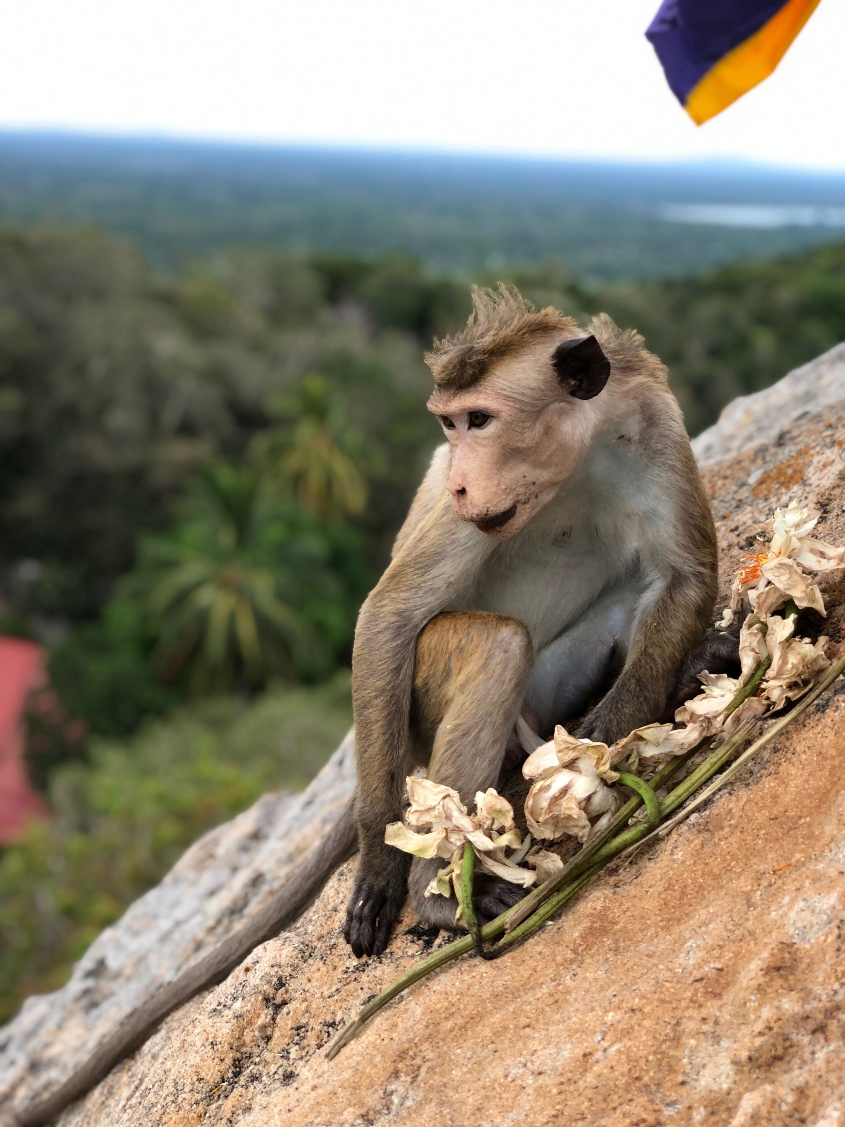 A monkey sitting on a rock with dried flowers.