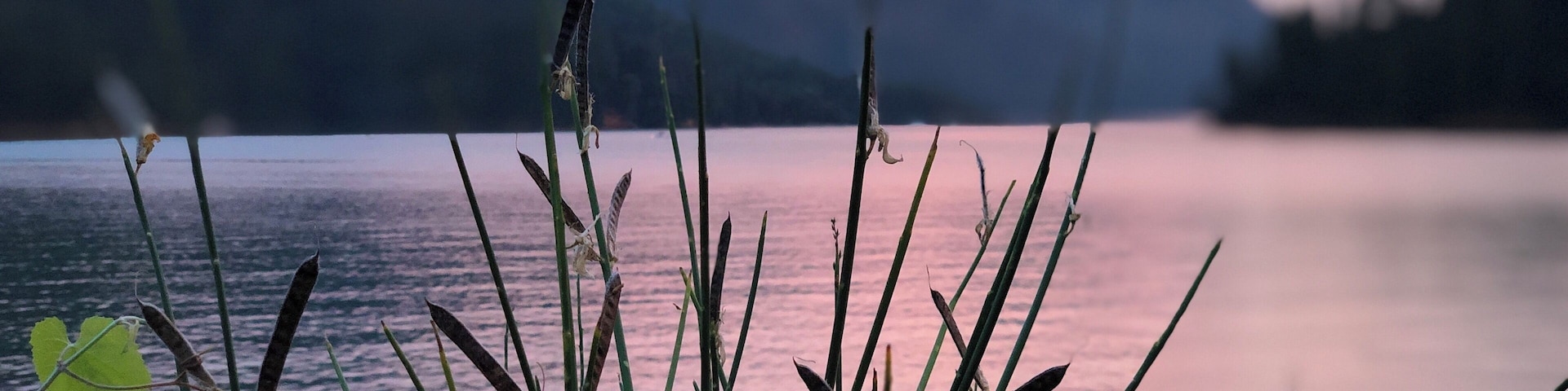 Ein See mit Vordergrundvegetation und einem Bergpanorama im Hintergrund.