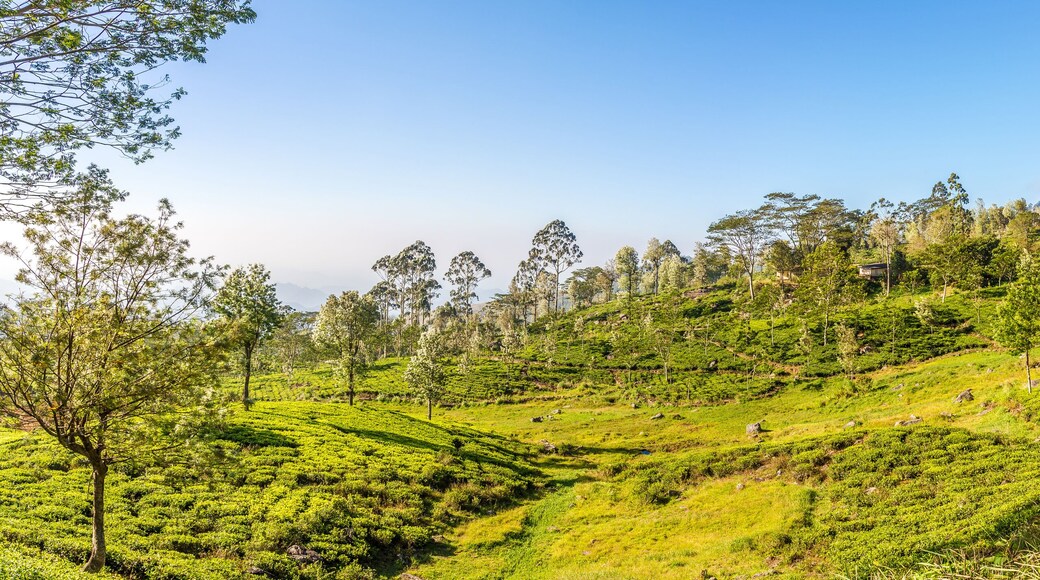 Panoramic view at the Tea plantations near Haputale on Sri Lanka