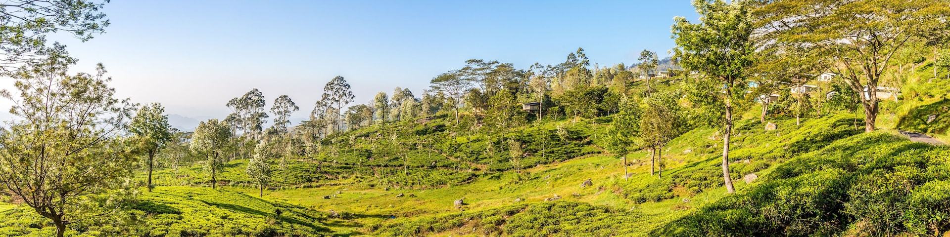 Panoramic view at the Tea plantations near Haputale on Sri Lanka