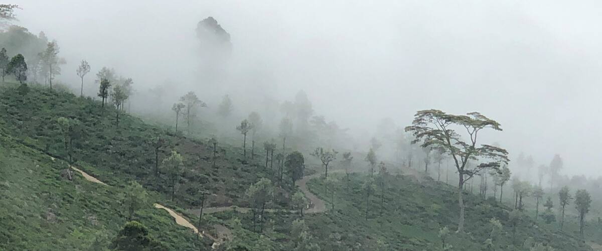 Sea of clouds covering the forest on and off