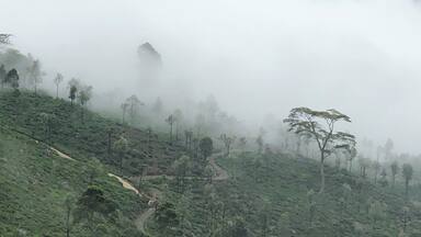 Sea of clouds covering the forest on and off