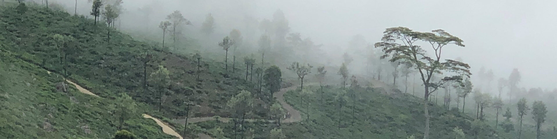 Sea of clouds covering the forest on and off