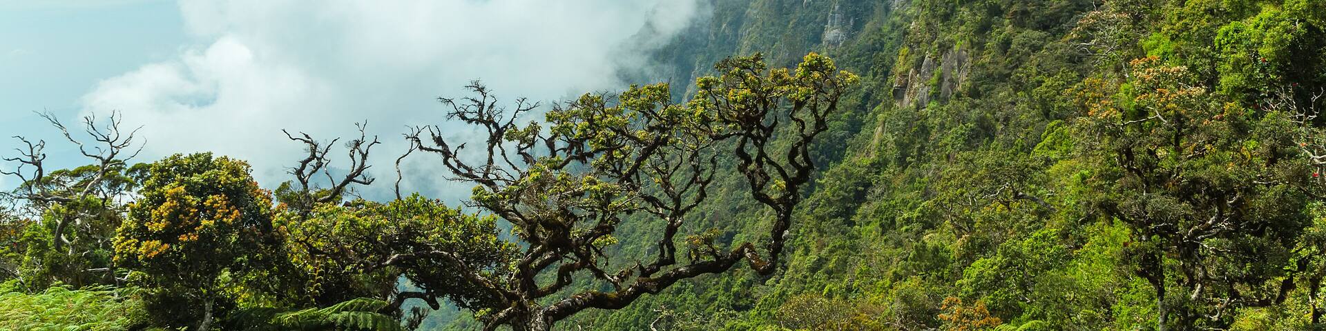 Horton Plains National Park highlands of Sri Lanka and is covered by montane grassland and cloud forest. Ceylon, Asia.