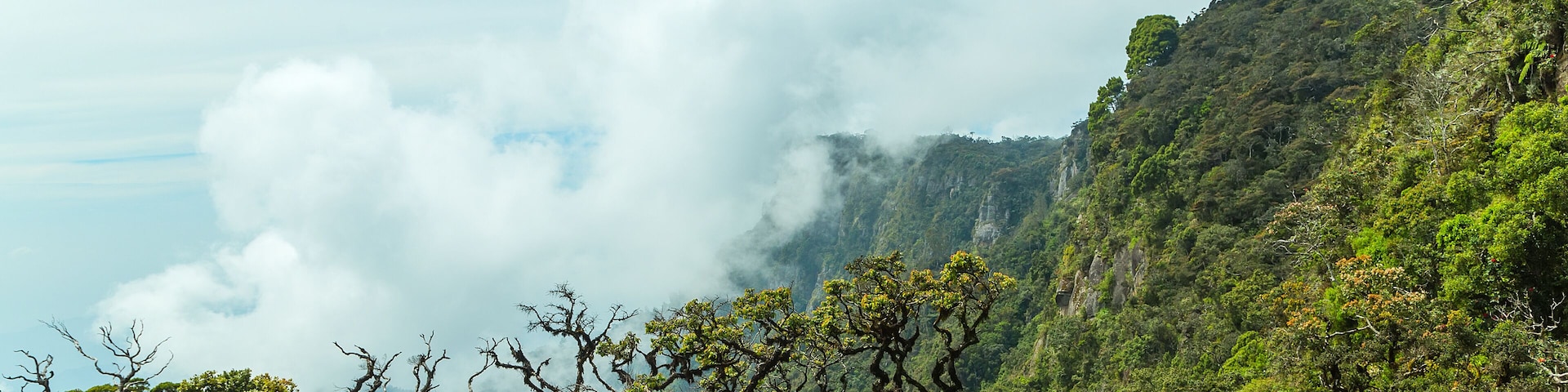 Eine gebirgige Landschaft mit dichtem Grün, ein markanter Baum mit gelben Blüten und Wolken, die den Berggipfel teilweise verdecken.