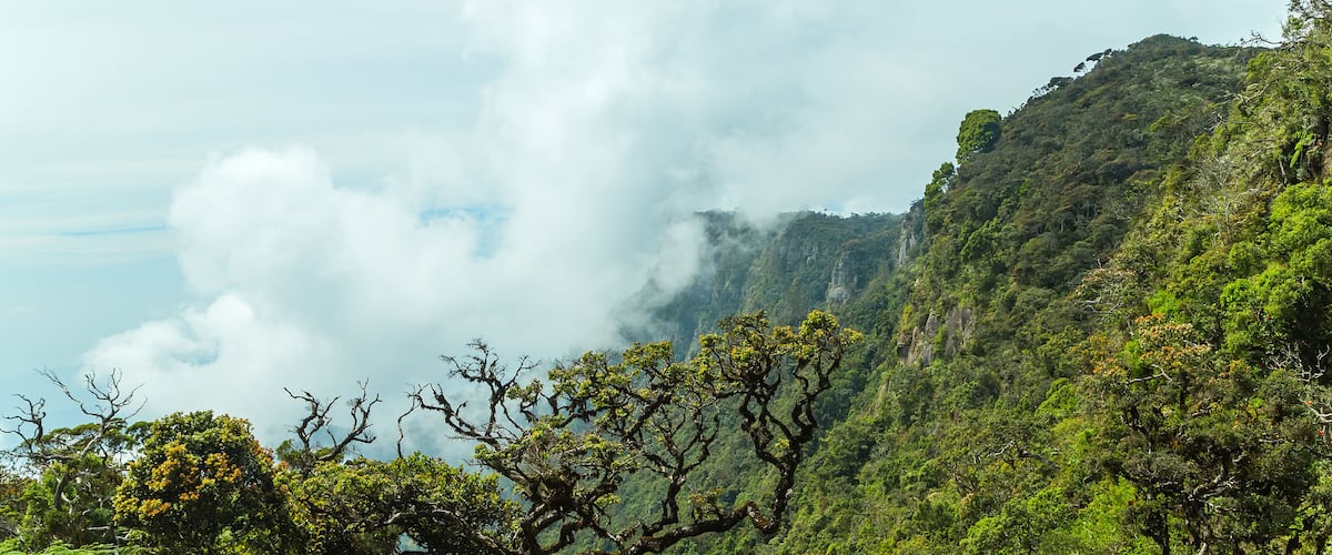 A mountainous landscape with dense green foliage, a prominent tree with yellow flowers, and clouds partially obscuring the mountain peak.