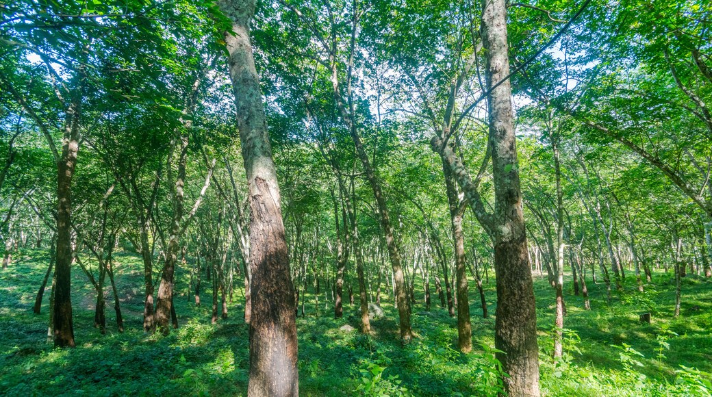 Forest with tall trees in Diyathalawa, Haputale in Sri Lanka